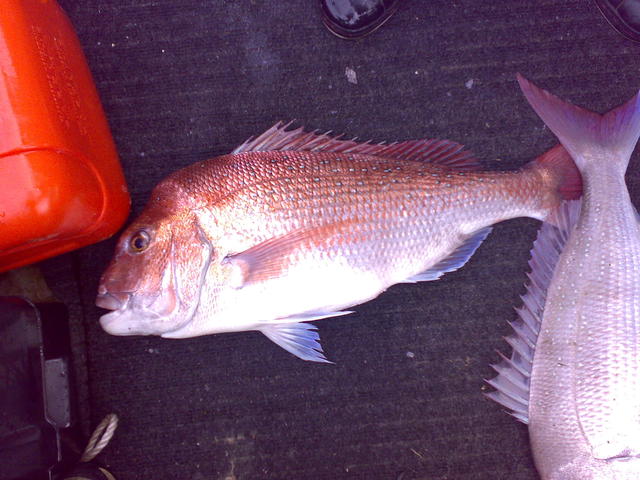 snapper portphillip bay vic